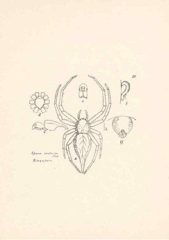 Reproducción/Reproduction 23914854634: Malaysian spiders.. Belfast :T. Workman,1896-1900.