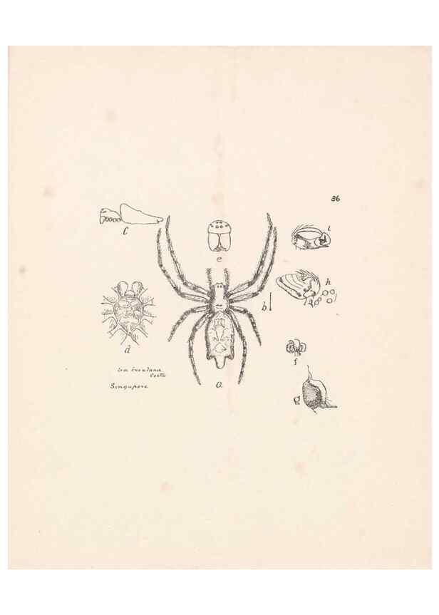 Reproducción/Reproduction 24434735742: Malaysian spiders.. Belfast :T. Workman,1896-1900.