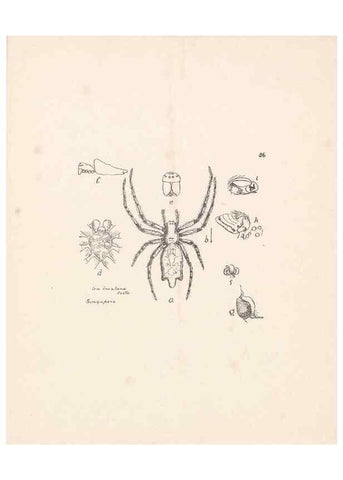 Reproducción/Reproduction 24434735742: Malaysian spiders.. Belfast :T. Workman,1896-1900.