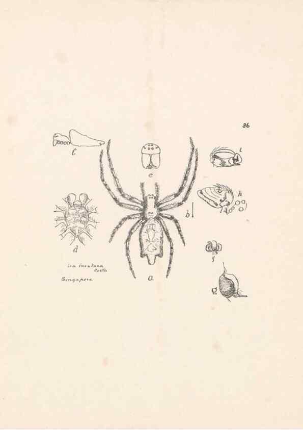 Reproducción/Reproduction 24434735742: Malaysian spiders.. Belfast :T. Workman,1896-1900.