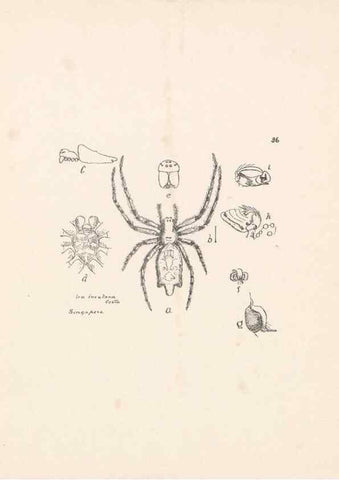 Reproducción/Reproduction 24434735742: Malaysian spiders.. Belfast :T. Workman,1896-1900.