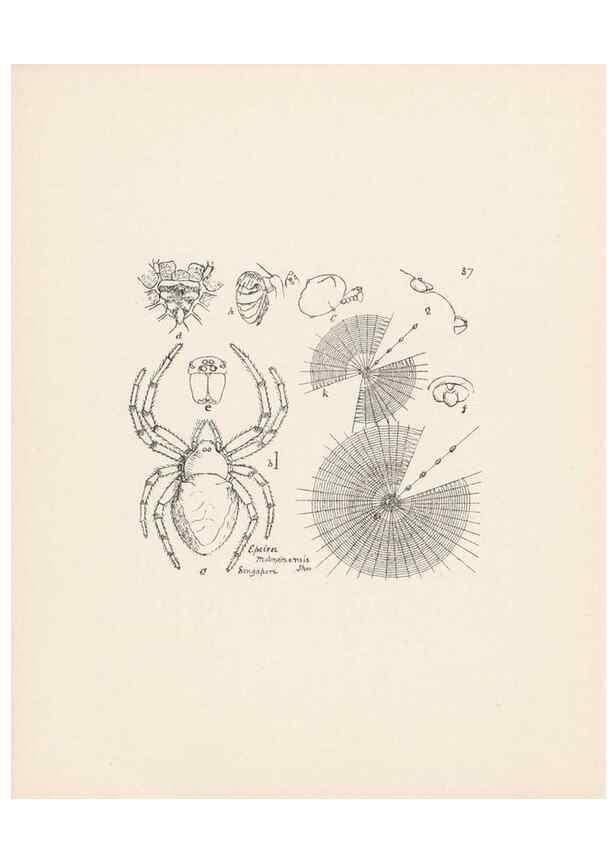 Reproducción/Reproduction 24247487820: Malaysian spiders.. Belfast :T. Workman,1896-1900.