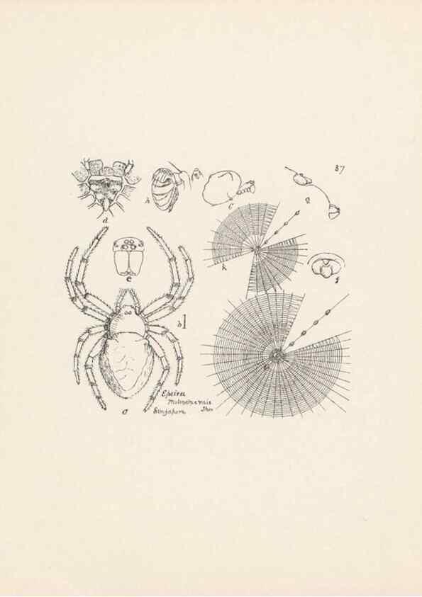 Reproducción/Reproduction 24247487820: Malaysian spiders.. Belfast :T. Workman,1896-1900.