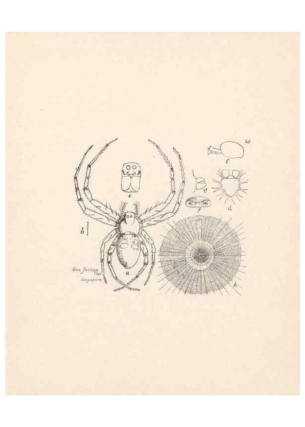 Reproducción/Reproduction 23916211763: Malaysian spiders.. Belfast :T. Workman,1896-1900.