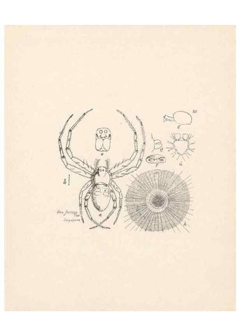 Reproducción/Reproduction 23916211763: Malaysian spiders.. Belfast :T. Workman,1896-1900.