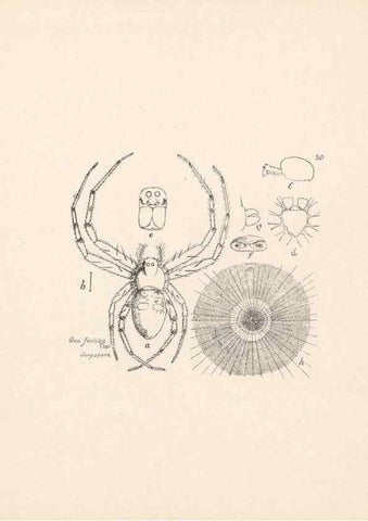 Reproducción/Reproduction 23916211763: Malaysian spiders.. Belfast :T. Workman,1896-1900.
