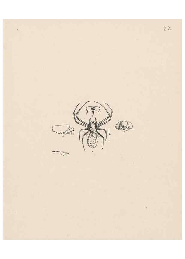 Reproducción/Reproduction 24434697522: Malaysian spiders.. Belfast :T. Workman,1896-1900.