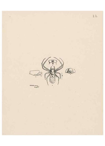 Reproducción/Reproduction 24434697522: Malaysian spiders.. Belfast :T. Workman,1896-1900.