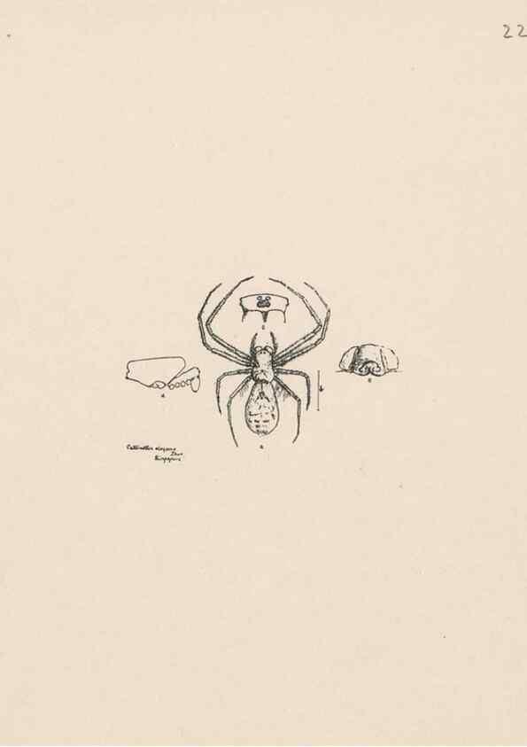 Reproducción/Reproduction 24434697522: Malaysian spiders.. Belfast :T. Workman,1896-1900.