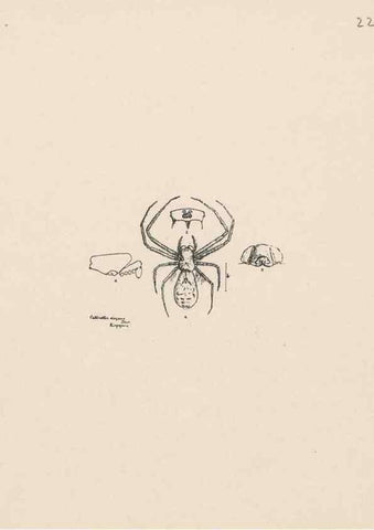 Reproducción/Reproduction 24434697522: Malaysian spiders.. Belfast :T. Workman,1896-1900.