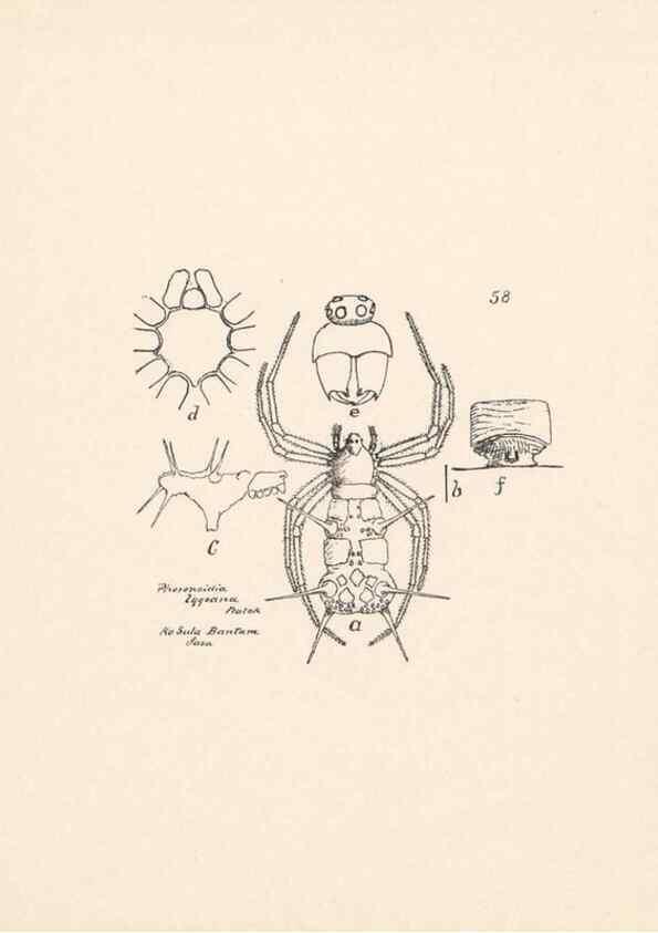Reproducción/Reproduction 24175309279: Malaysian spiders.. Belfast :T. Workman,1896-1900.