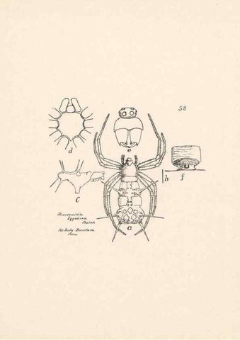 Reproducción/Reproduction 24175309279: Malaysian spiders.. Belfast :T. Workman,1896-1900.