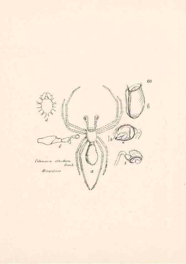 Reproducción/Reproduction 24516901046: Malaysian spiders.. Belfast :T. Workman,1896-1900.