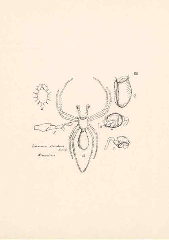 Reproducción/Reproduction 24516901046: Malaysian spiders.. Belfast :T. Workman,1896-1900.