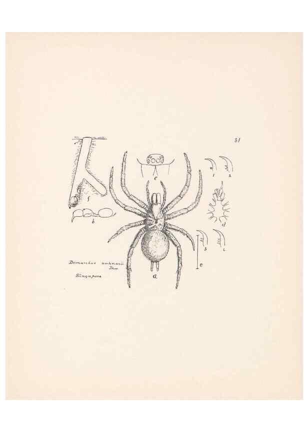 Reproducción/Reproduction 23914976404: Malaysian spiders.. Belfast :T. Workman,1896-1900.