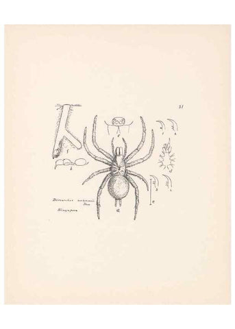 Reproducción/Reproduction 23914976404: Malaysian spiders.. Belfast :T. Workman,1896-1900.