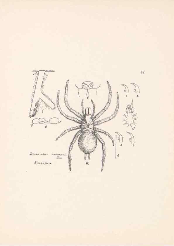 Reproducción/Reproduction 23914976404: Malaysian spiders.. Belfast :T. Workman,1896-1900.