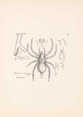 Reproducción/Reproduction 23914976404: Malaysian spiders.. Belfast :T. Workman,1896-1900.
