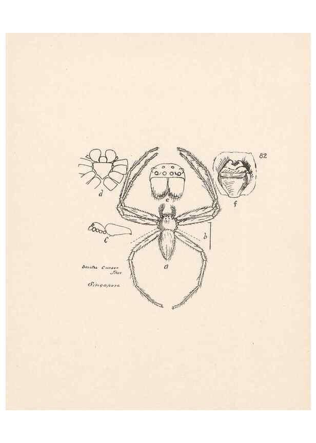 Reproducción/Reproduction 23914981024: Malaysian spiders.. Belfast :T. Workman,1896-1900.