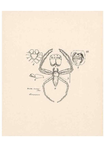 Reproducción/Reproduction 23914981024: Malaysian spiders.. Belfast :T. Workman,1896-1900.