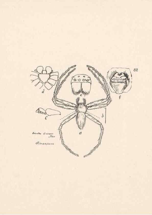 Reproducción/Reproduction 23914981024: Malaysian spiders.. Belfast :T. Workman,1896-1900.