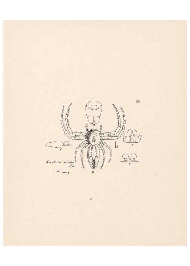 Reproducción/Reproduction 24543152695: Malaysian spiders.. Belfast :T. Workman,1896-1900.