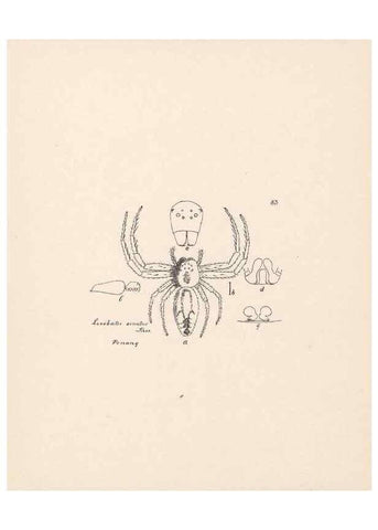 Reproducción/Reproduction 24543152695: Malaysian spiders.. Belfast :T. Workman,1896-1900.
