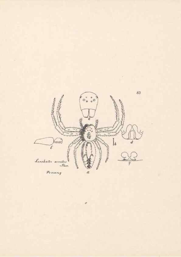 Reproducción/Reproduction 24543152695: Malaysian spiders.. Belfast :T. Workman,1896-1900.