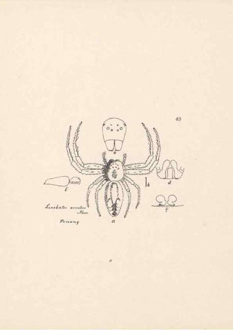 Reproducción/Reproduction 24543152695: Malaysian spiders.. Belfast :T. Workman,1896-1900.