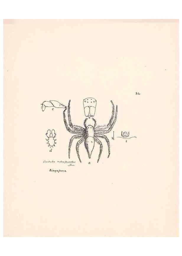 Reproducción/Reproduction 23916361573: Malaysian spiders.. Belfast :T. Workman,1896-1900.