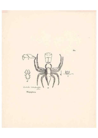 Reproducción/Reproduction 23916361573: Malaysian spiders.. Belfast :T. Workman,1896-1900.