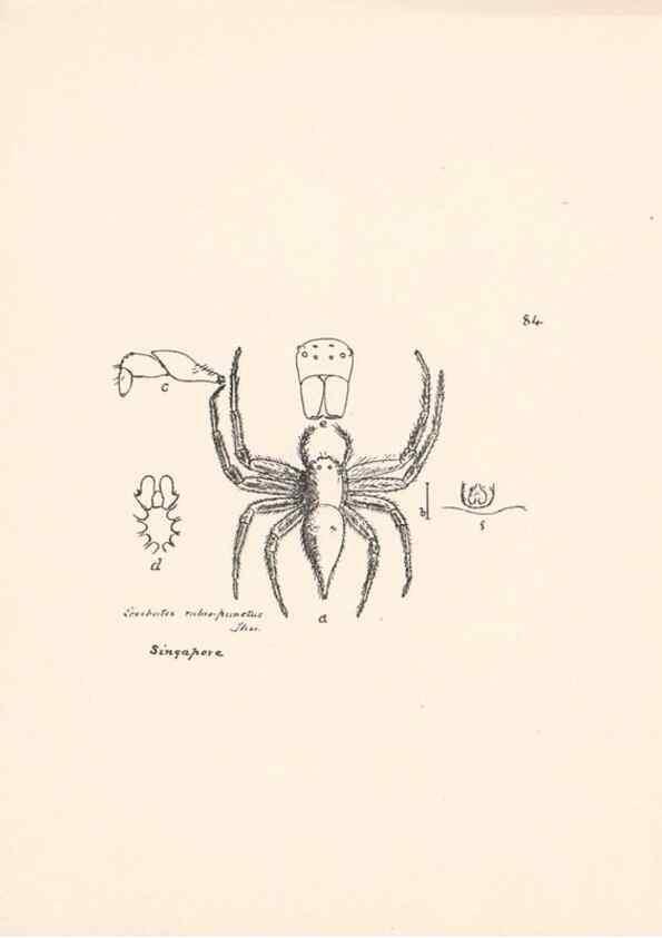Reproducción/Reproduction 23916361573: Malaysian spiders.. Belfast :T. Workman,1896-1900.