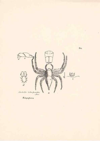 Reproducción/Reproduction 23916361573: Malaysian spiders.. Belfast :T. Workman,1896-1900.