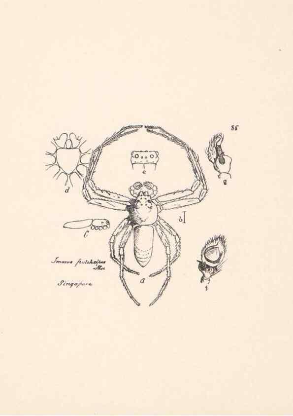 Reproducción/Reproduction 24543157595: Malaysian spiders.. Belfast :T. Workman,1896-1900.