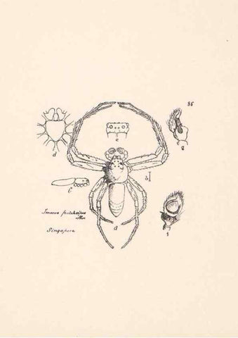 Reproducción/Reproduction 24543157595: Malaysian spiders.. Belfast :T. Workman,1896-1900.
