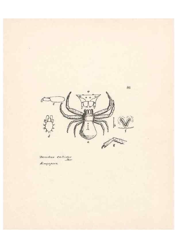 Reproducción/Reproduction 24516978026: Malaysian spiders.. Belfast :T. Workman,1896-1900.