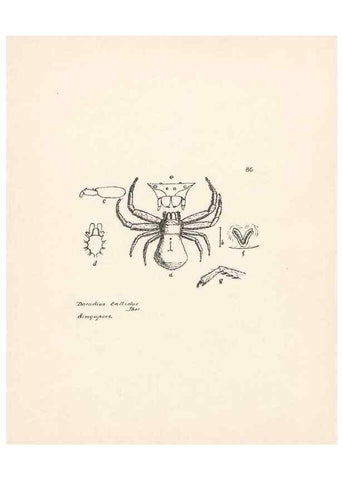Reproducción/Reproduction 24516978026: Malaysian spiders.. Belfast :T. Workman,1896-1900.