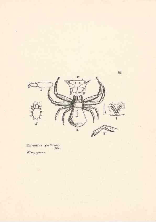 Reproducción/Reproduction 24516978026: Malaysian spiders.. Belfast :T. Workman,1896-1900.
