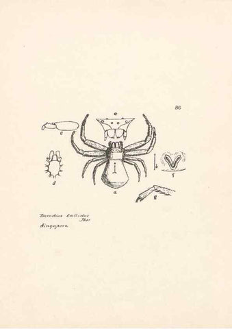 Reproducción/Reproduction 24516978026: Malaysian spiders.. Belfast :T. Workman,1896-1900.