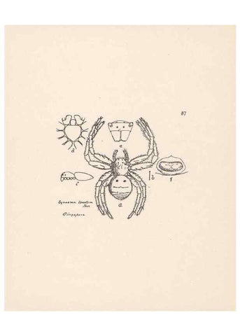 Reproducción/Reproduction 24543163985: Malaysian spiders.. Belfast :T. Workman,1896-1900.