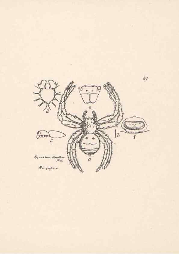 Reproducción/Reproduction 24543163985: Malaysian spiders.. Belfast :T. Workman,1896-1900.