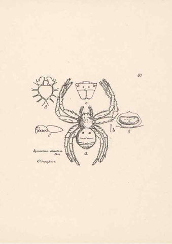 Reproducción/Reproduction 24543163985: Malaysian spiders.. Belfast :T. Workman,1896-1900.
