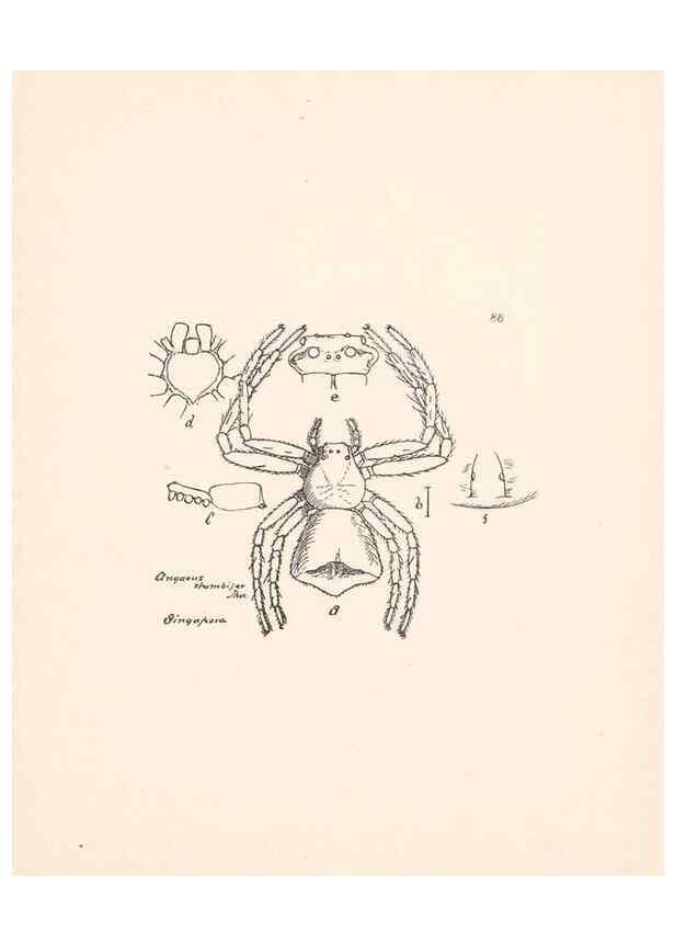 Reproducción/Reproduction 23916372203: Malaysian spiders.. Belfast :T. Workman,1896-1900.