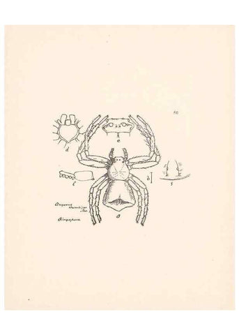 Reproducción/Reproduction 23916372203: Malaysian spiders.. Belfast :T. Workman,1896-1900.