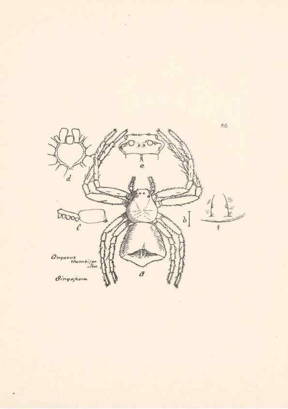 Reproducción/Reproduction 23916372203: Malaysian spiders.. Belfast :T. Workman,1896-1900.