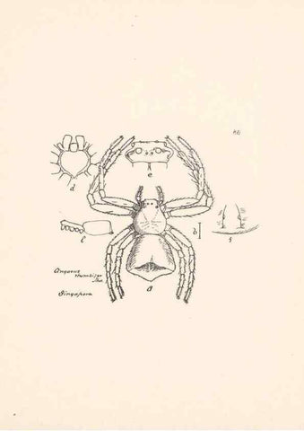 Reproducción/Reproduction 23916372203: Malaysian spiders.. Belfast :T. Workman,1896-1900.