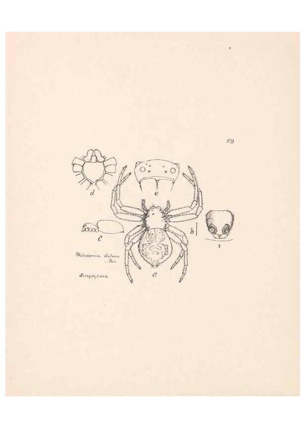 Reproducción/Reproduction 24516985116: Malaysian spiders.. Belfast :T. Workman,1896-1900.