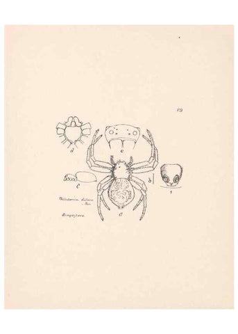 Reproducción/Reproduction 24516985116: Malaysian spiders.. Belfast :T. Workman,1896-1900.