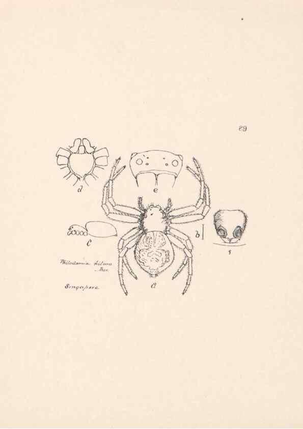 Reproducción/Reproduction 24516985116: Malaysian spiders.. Belfast :T. Workman,1896-1900.