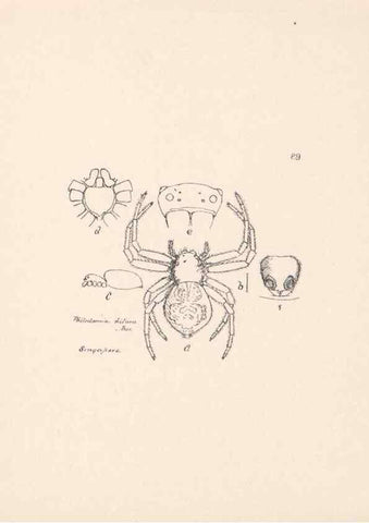 Reproducción/Reproduction 24516985116: Malaysian spiders.. Belfast :T. Workman,1896-1900.